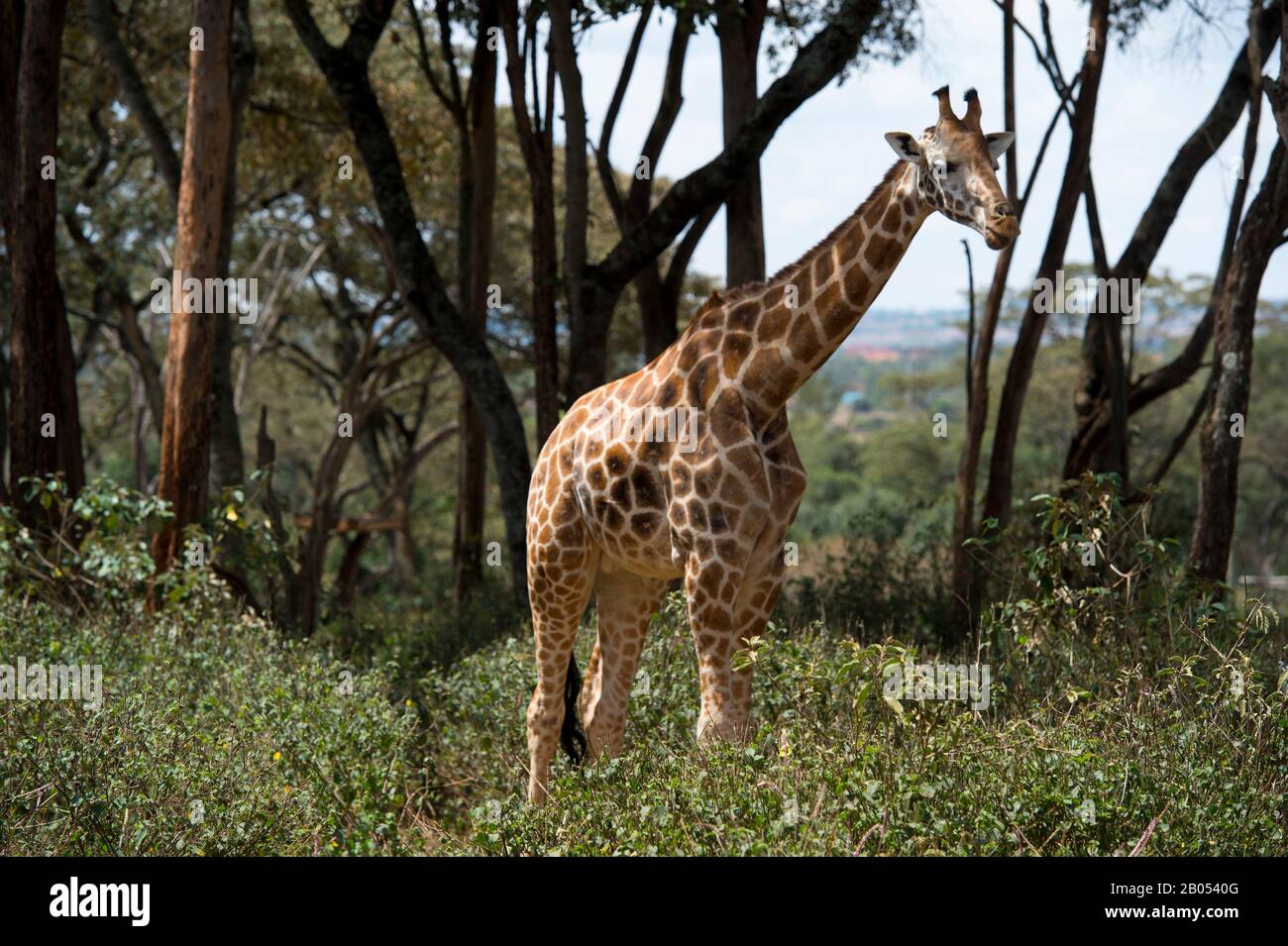 Die bedrohte Rothschilds Giraffe (Giraffa camelopardalis rothschildi) im Giraffe Centre bei Nairobi in Kenia, das eine gemeinnützige Organisation ist Stockfoto