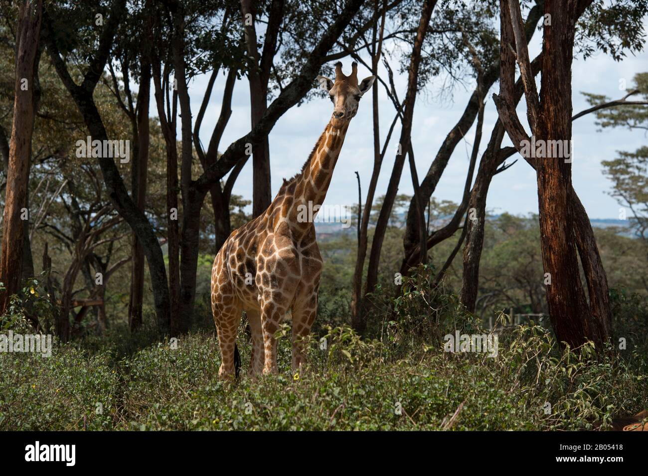 Die bedrohte Rothschilds Giraffe (Giraffa camelopardalis rothschildi) im Giraffe Centre bei Nairobi in Kenia, das eine gemeinnützige Organisation ist Stockfoto