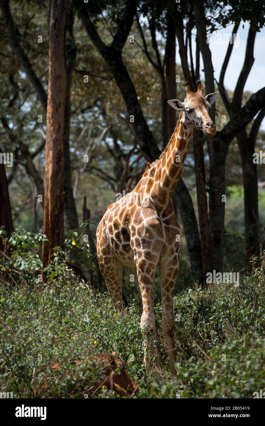 Die bedrohte Rothschilds Giraffe (Giraffa camelopardalis rothschildi) im Giraffe Centre bei Nairobi in Kenia, das eine gemeinnützige Organisation ist Stockfoto