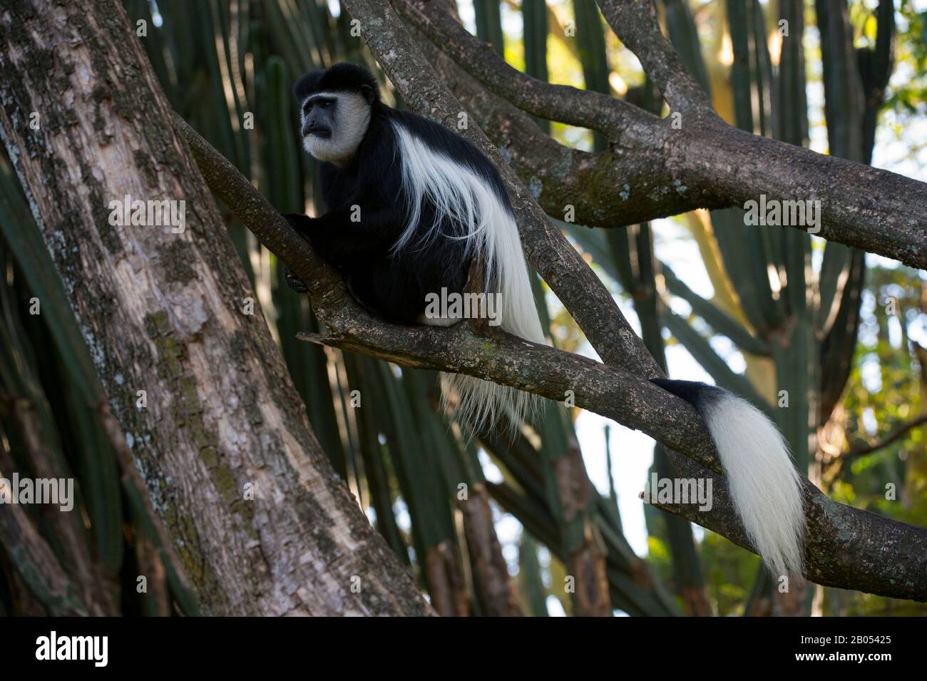 Schwarz-weißer Kolobusaffe, der in einem Baum im Garten der Lake Naivasha Sopa Lodge im Great Rift Valley am Lake Naivasha in Kenia sitzt Stockfoto