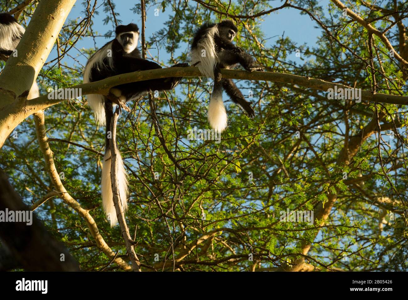 Schwarz-weiße Kolobusaffen sitzen in einem Baum im Garten der Lake Naivasha Sopa Lodge im Great Rift Valley am Lake Naivasha in Kenia Stockfoto