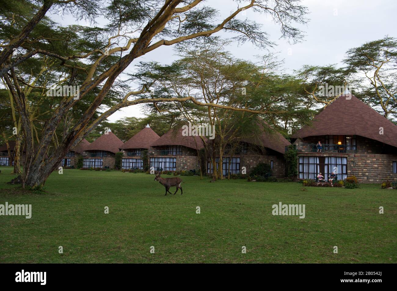 Die Villen der Lake Naivasha Sopa Lodge im Great Rift Valley am Lake Naivasha in Kenia Stockfoto
