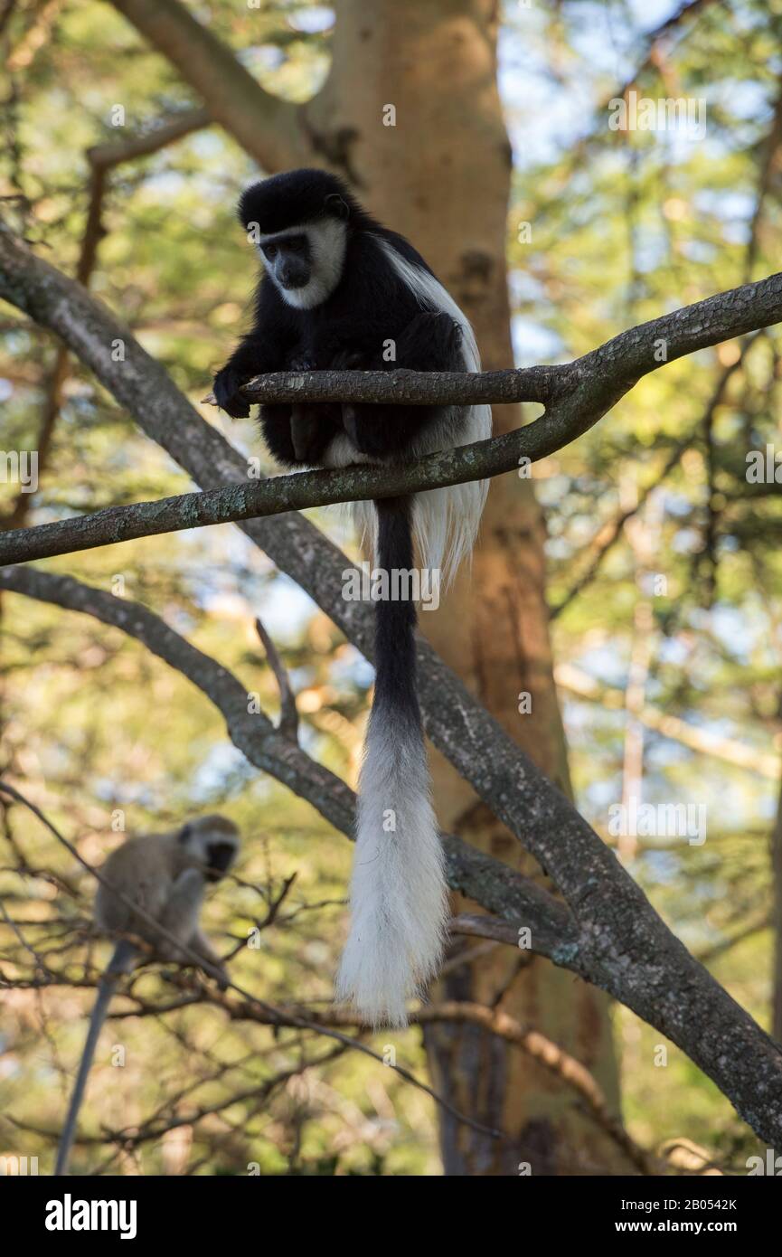 Schwarz-weißer Kolobusaffe, der in einem Baum im Garten der Lake Naivasha Sopa Lodge im Great Rift Valley am Lake Naivasha in Kenia sitzt Stockfoto