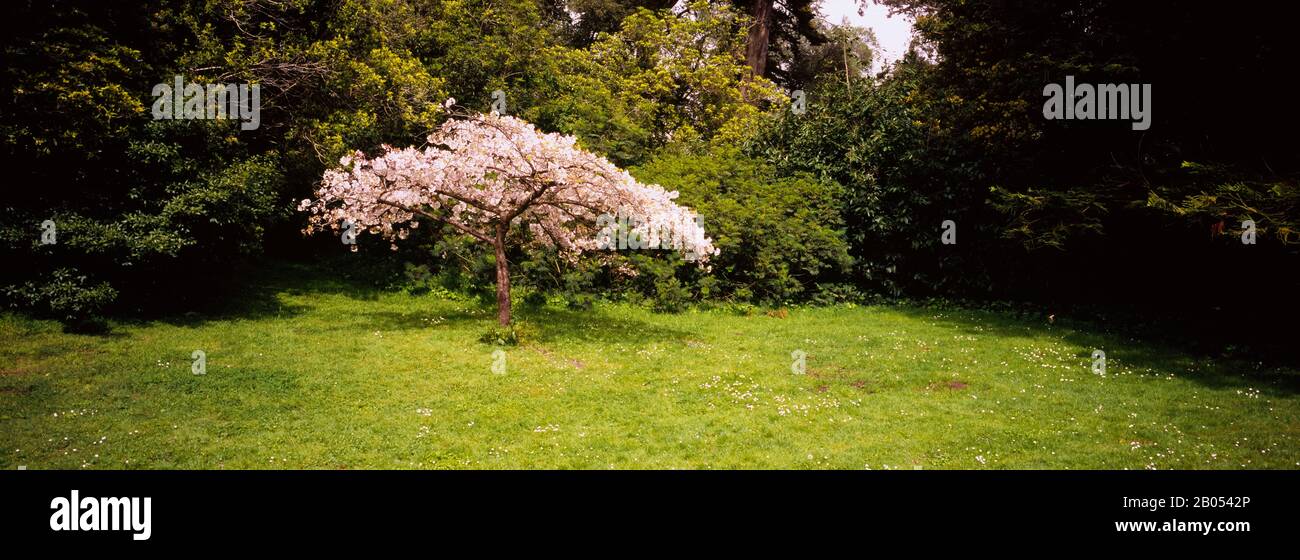 Kirschblütenbaum in einem Park, Golden Gate Park, San Francisco, Kalifornien, USA Stockfoto
