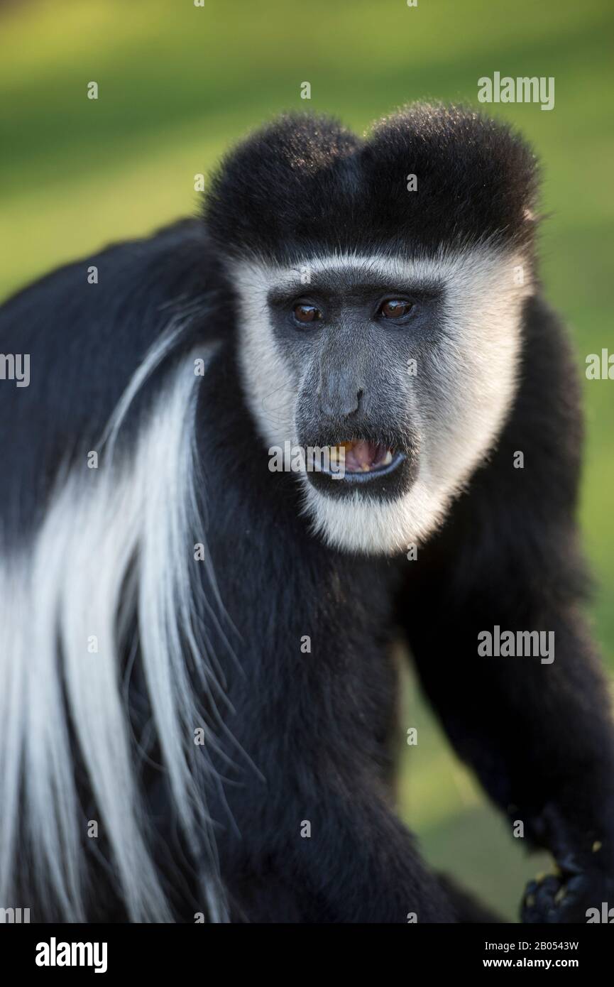 Nahaufnahme eines schwarz-weißen Kolobus-Affen im Garten der Lake Naivasha Sopa Lodge im Great Rift Valley am Lake Naivasha in Kenia Stockfoto