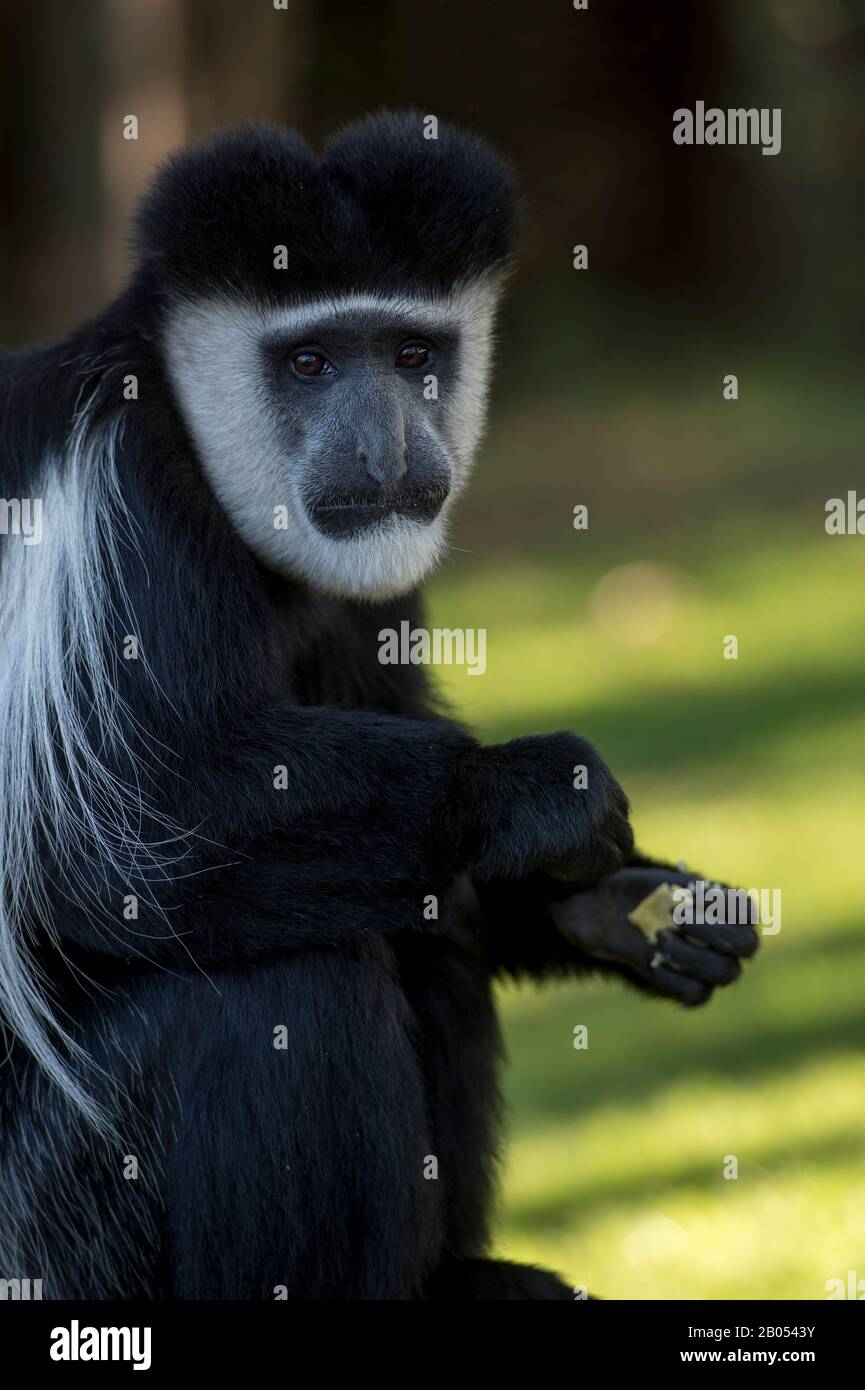 Nahaufnahme eines schwarz-weißen Kolobus-Affen im Garten der Lake Naivasha Sopa Lodge im Great Rift Valley am Lake Naivasha in Kenia Stockfoto