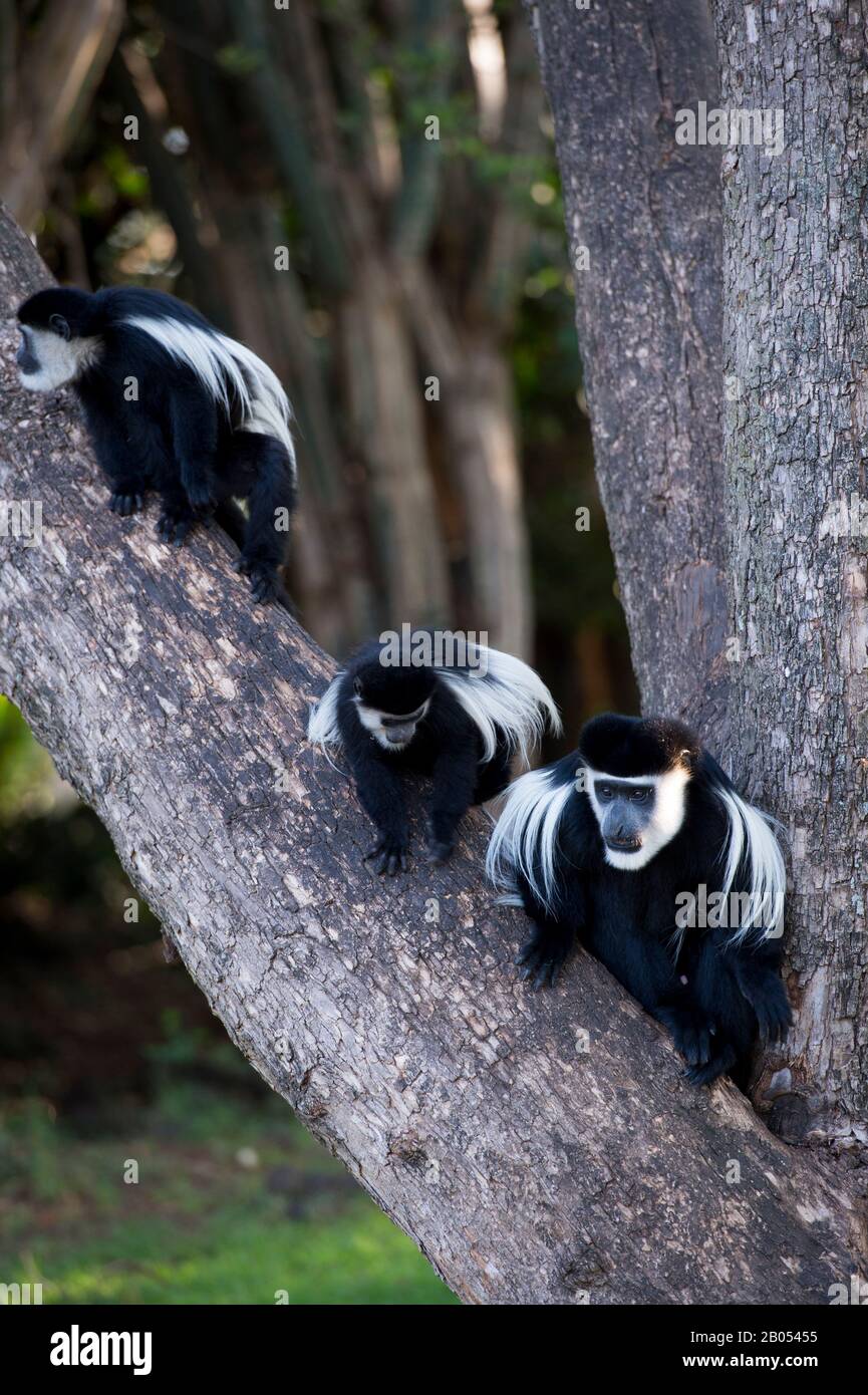 Schwarz-weiße Kolobusaffen sitzen in einem Baum im Garten der Lake Naivasha Sopa Lodge im Great Rift Valley am Lake Naivasha in Kenia Stockfoto