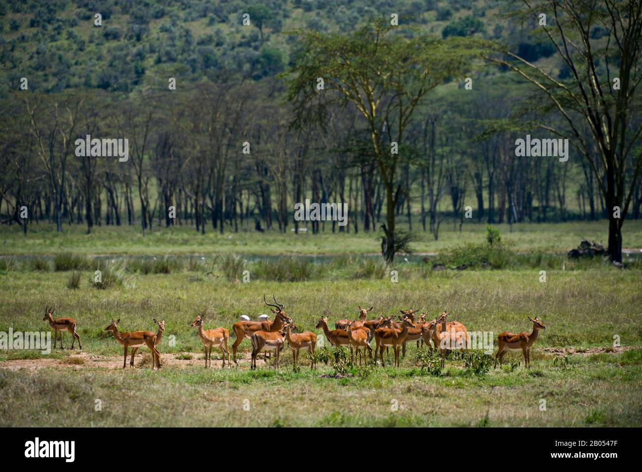 Impala Herd (Aepyceros melampus) im Lake-Nakuru-Nationalpark im Great Rift Valley in Kenia Stockfoto