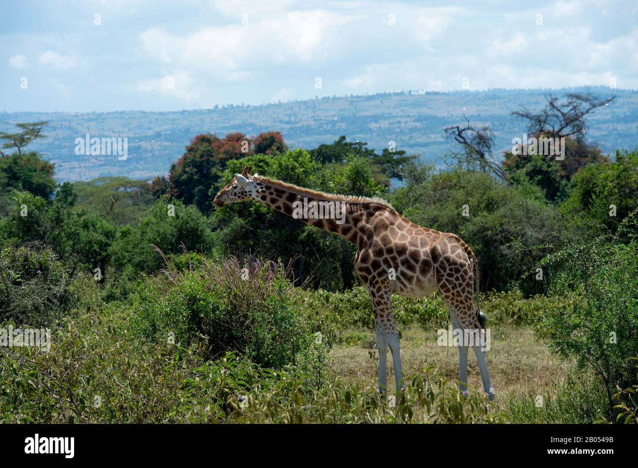 Bedrohte Rothschilds Giraffe (Giraffa camelopardalis rothschildi) im Lake Nakuru National Park im Great Rift Valley in Kenia Stockfoto