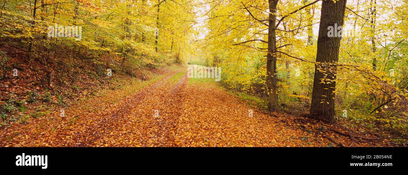 Mit herbstlichen Blättern bedeckte Straße durch einen Wald, Baden-Württemberg, Deutschland Stockfoto