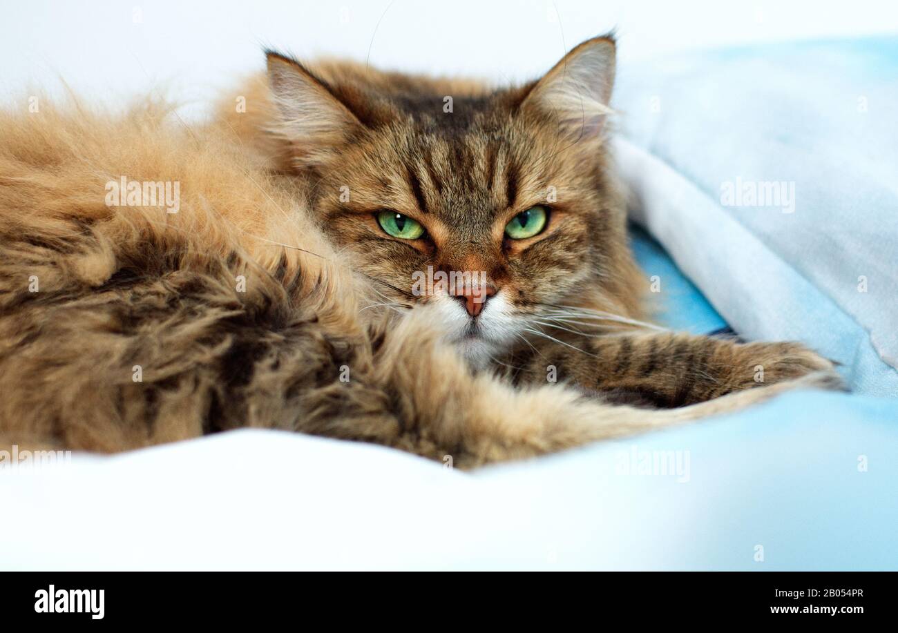 Norwegianforestcat auf dem Bett Stockfoto
