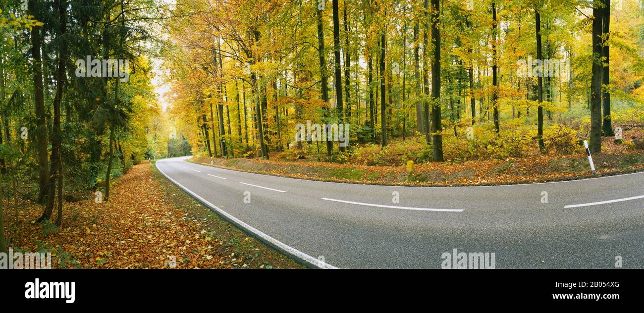 Geschwungene Straße durch Wald, Baden-Württemberg, Deutschland Stockfoto