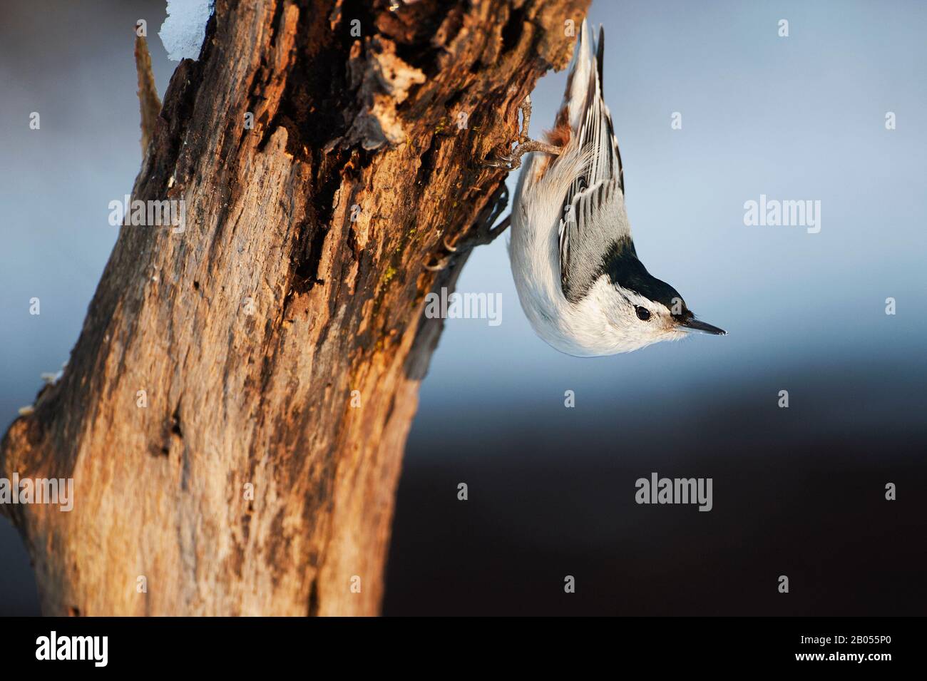 Weißreihiger Nuthatch in klassischer Pose Stockfoto