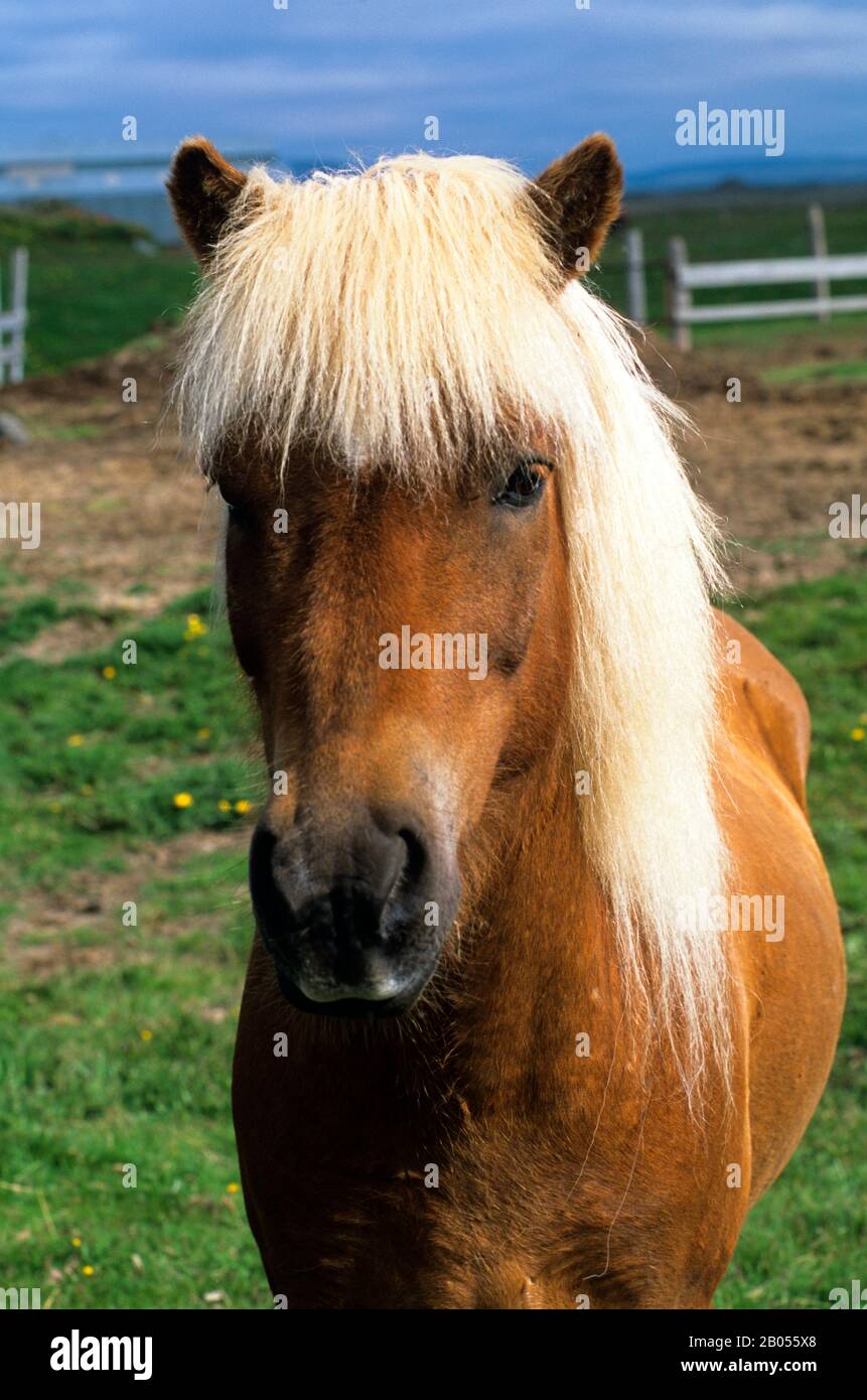 ISLAND, ÖSTLICHER TEIL, MODLUDALUR, ISLÄNDISCHES PFERD Stockfoto