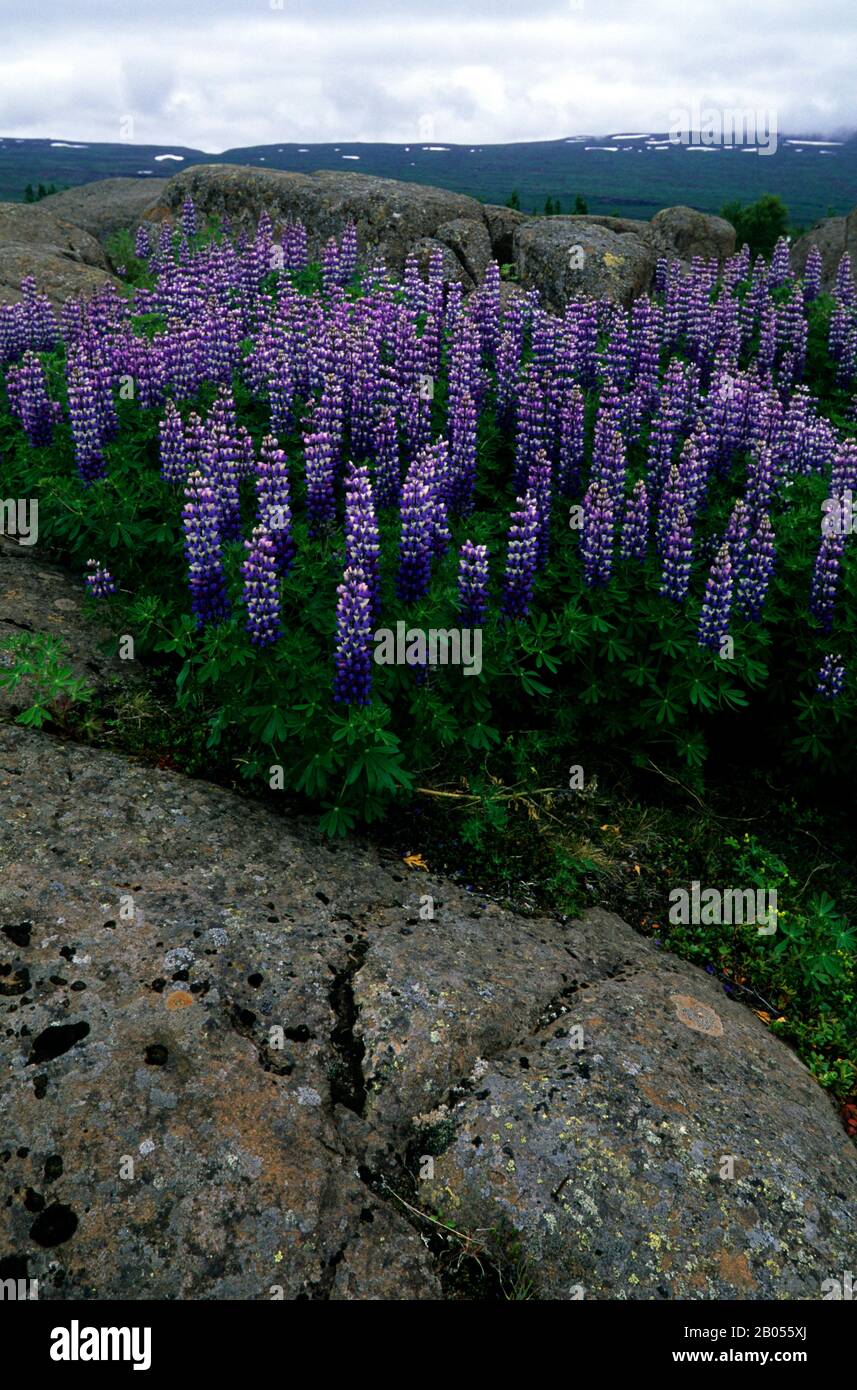 ISLAND, ÖSTLICHER TEIL, EGILSSTADIR, ALASKA LUPIN Stockfoto