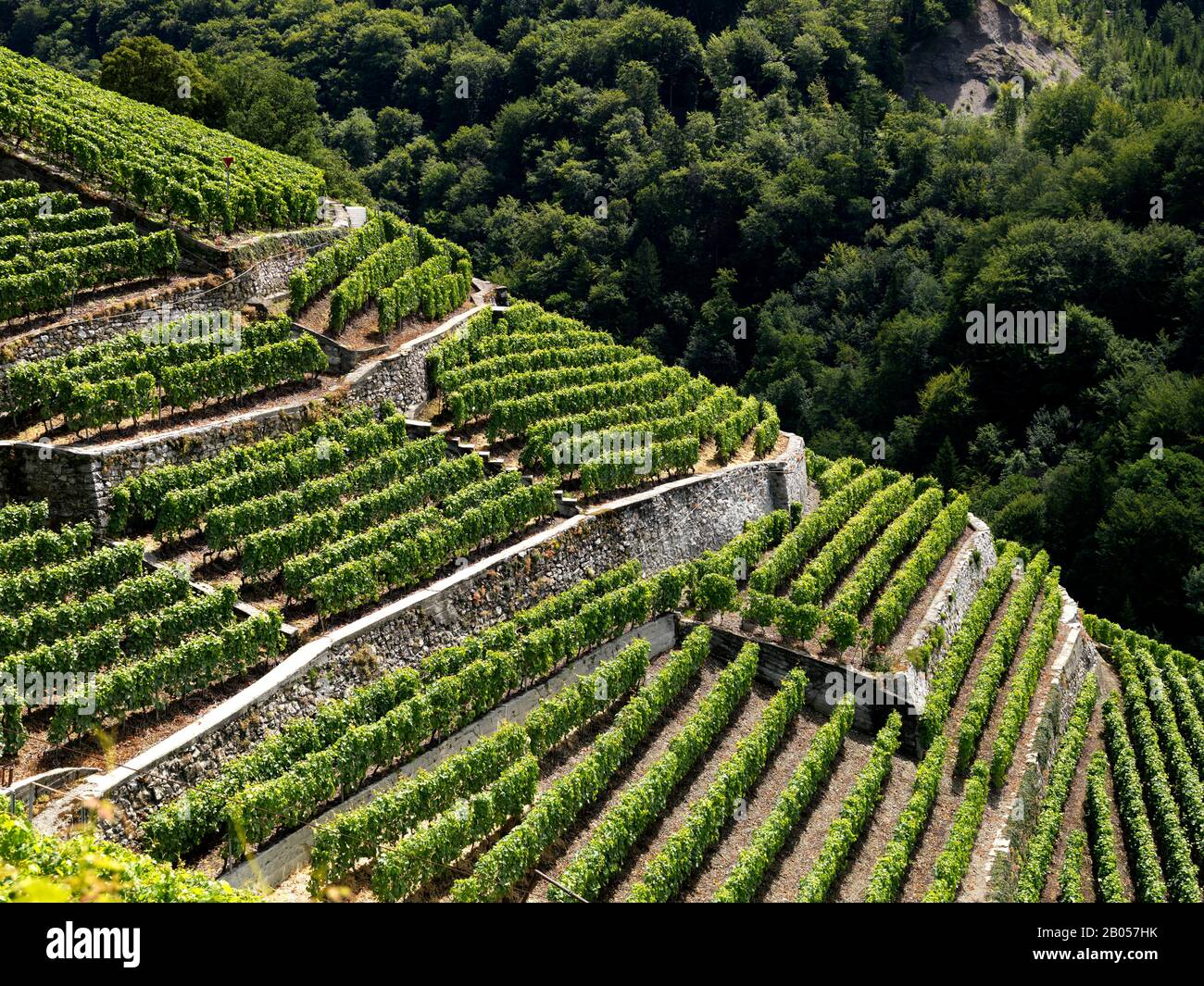 Blick auf terrassenförmige Weinberge, Aigle, Waadtländer Kanton, Schweiz Stockfoto