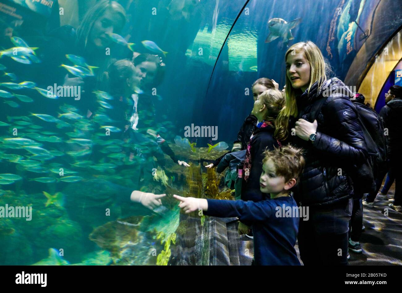 Chicago, USA. Februar 2020. Am 17. Februar 2020 besuchen die Menschen das Shedd Aquarium in Chicago, den Vereinigten Staaten. Das Aquarium umfasst 32.000 Tiere und zieht jährlich rund 2 Millionen Besucher an. Kredit: Joel Lerner/Xinhua/Alamy Live News Stockfoto