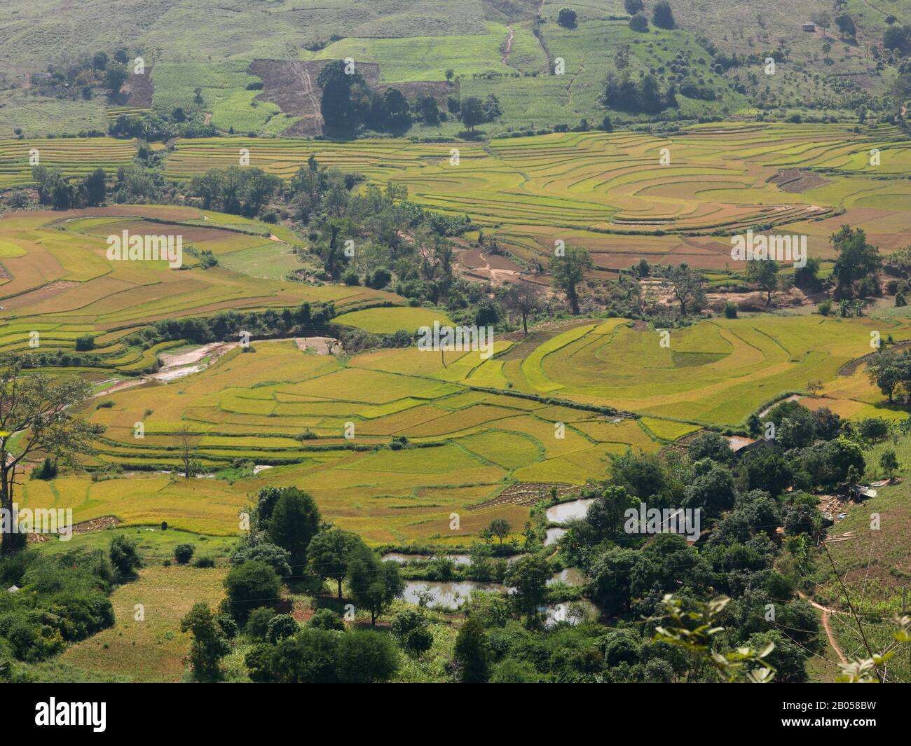 Blick auf Reisfelder, Provinz Son La, Vietnam Stockfoto