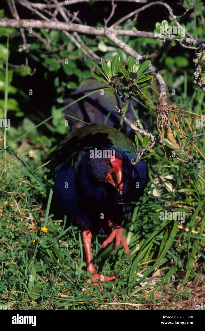 Neuseeland, KAPITI-INSEL, VOGELSCHUTZGEBIET, Takahe (Porphyrio hochstetteri), BEDROHTE ARTEN Stockfoto