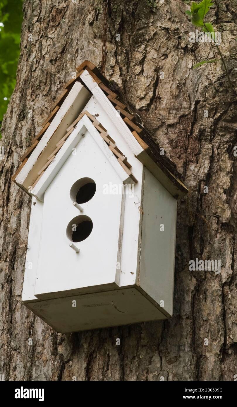 Nahaufnahme des weiß gestrichenen Holzbirdhauses, das im Sommer an einem Baumstamm im Vorgarten hängt. Stockfoto