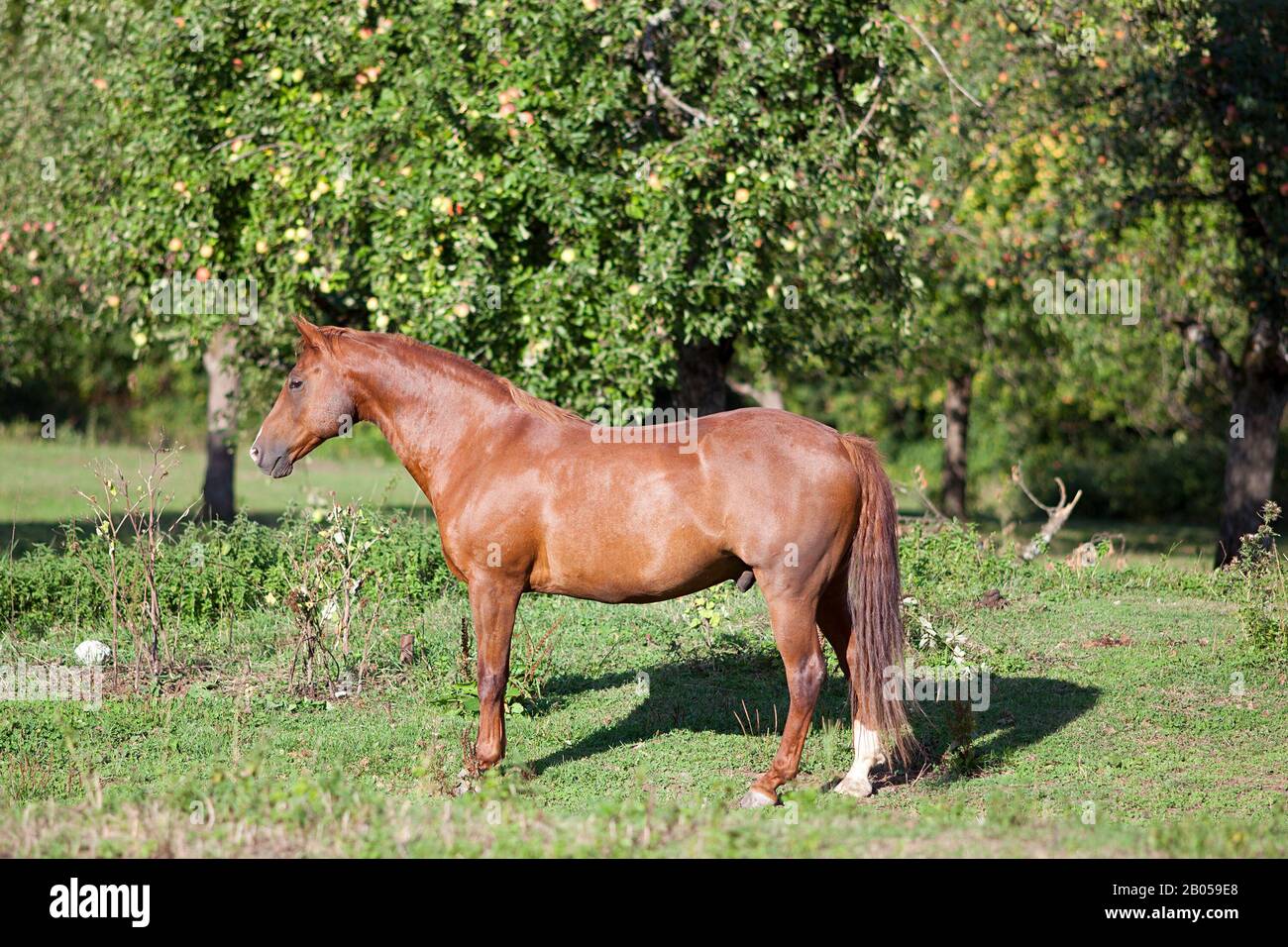 Schöne Sauerampfer Viertel Pferd stehen frei in der Wiese Stockfoto