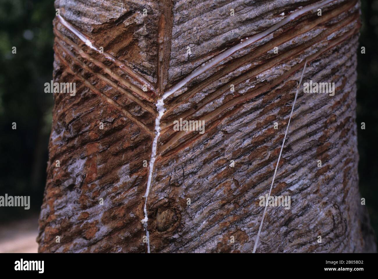 BRASILIEN, AMAZONAS-FLUSS, IN DER NÄHE VON ALTER DO CHAO, GUMMIBAUM-FARM, LATEX TROPFT VOM BAUM Stockfoto