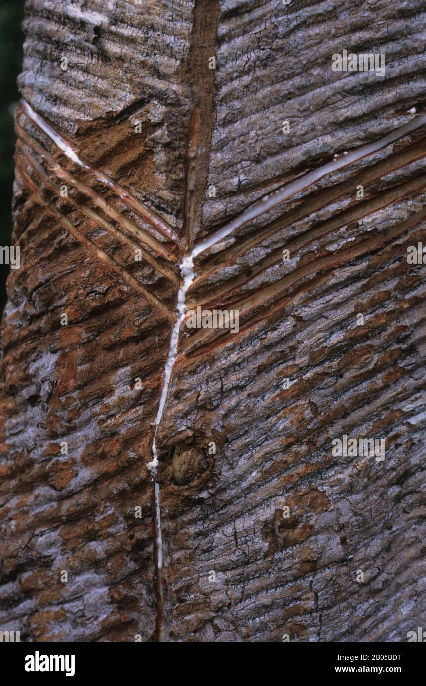 BRASILIEN, AMAZONAS-FLUSS, IN DER NÄHE VON ALTER DO CHAO, GUMMIBAUM-FARM, LATEX TROPFT VOM BAUM Stockfoto