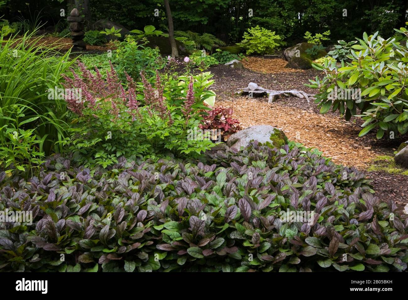 Mulchgrenze zu Ajuga Reptans - Carpet Bugleweed, Astylbe 'Amethyst' Blumen, Heucherella 'Brass Lantern' und Rhodendron Yakushimanum 'Koichiro. Stockfoto