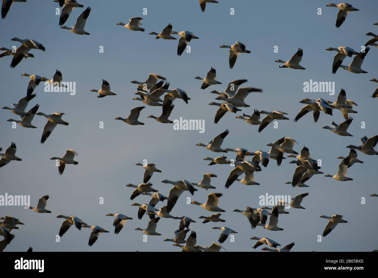 Schnee-Gänse (Chen caerulescens) im Flug im Skagit Valley im US-Bundesstaat Washington Stockfoto