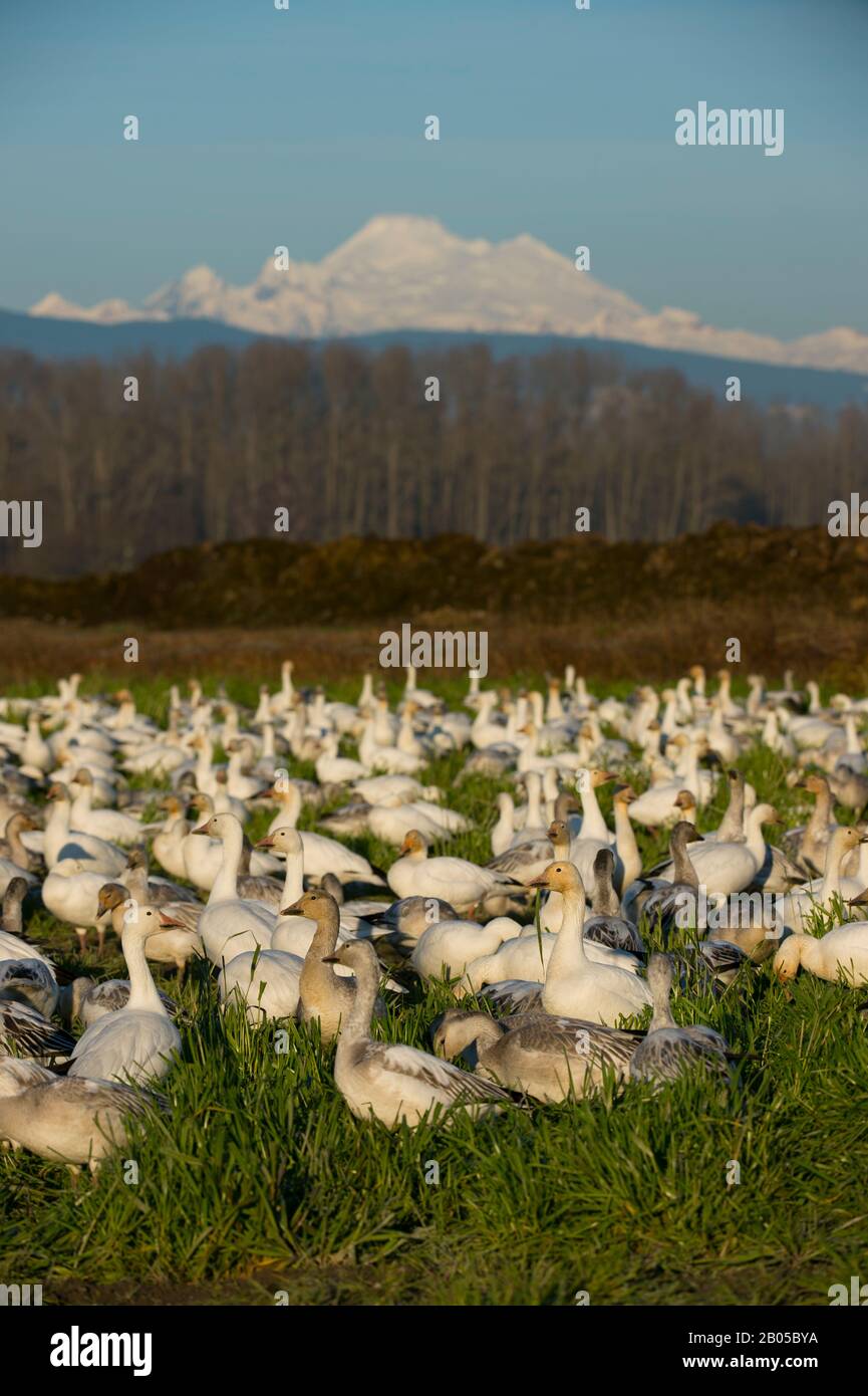 Schneegänse (Chen caerulescens), die sich im Feld im Skagit Valley, Washington State, USA mit Mount Baker, North Cascade Mountains im Hintergrund ernähren Stockfoto