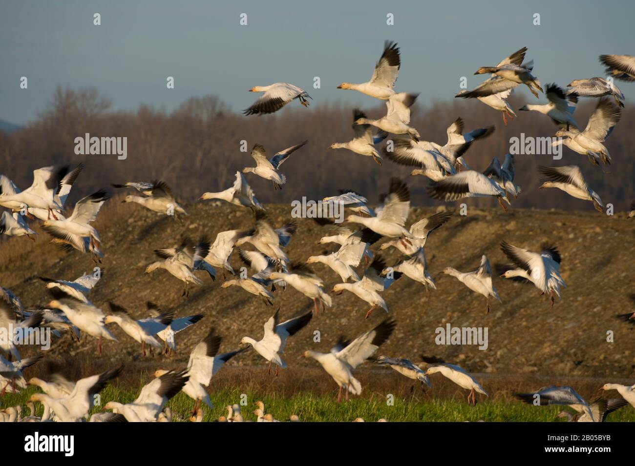 Schnee-Gänse (Chen caerulescens) im Flug im Skagit Valley im US-Bundesstaat Washington Stockfoto