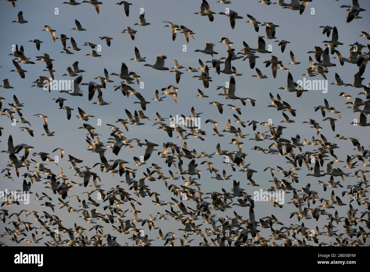 Schnee-Gänse (Chen caerulescens) im Flug im Skagit Valley im US-Bundesstaat Washington Stockfoto