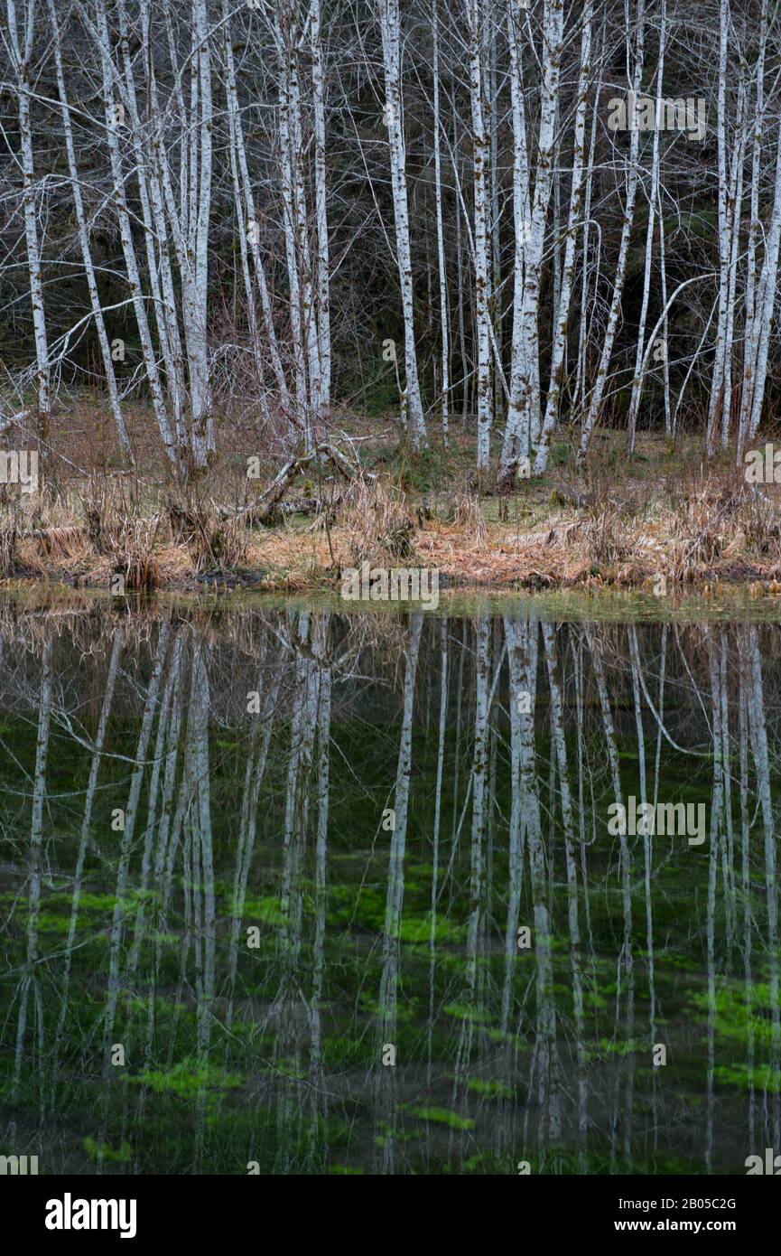 Rote Erlen (Alnus Rubra), die in Teich in der Nähe des Hoh River Regenwaldes, Olympic National Park, Washington State, Vereinigte Staaten reflektieren Stockfoto