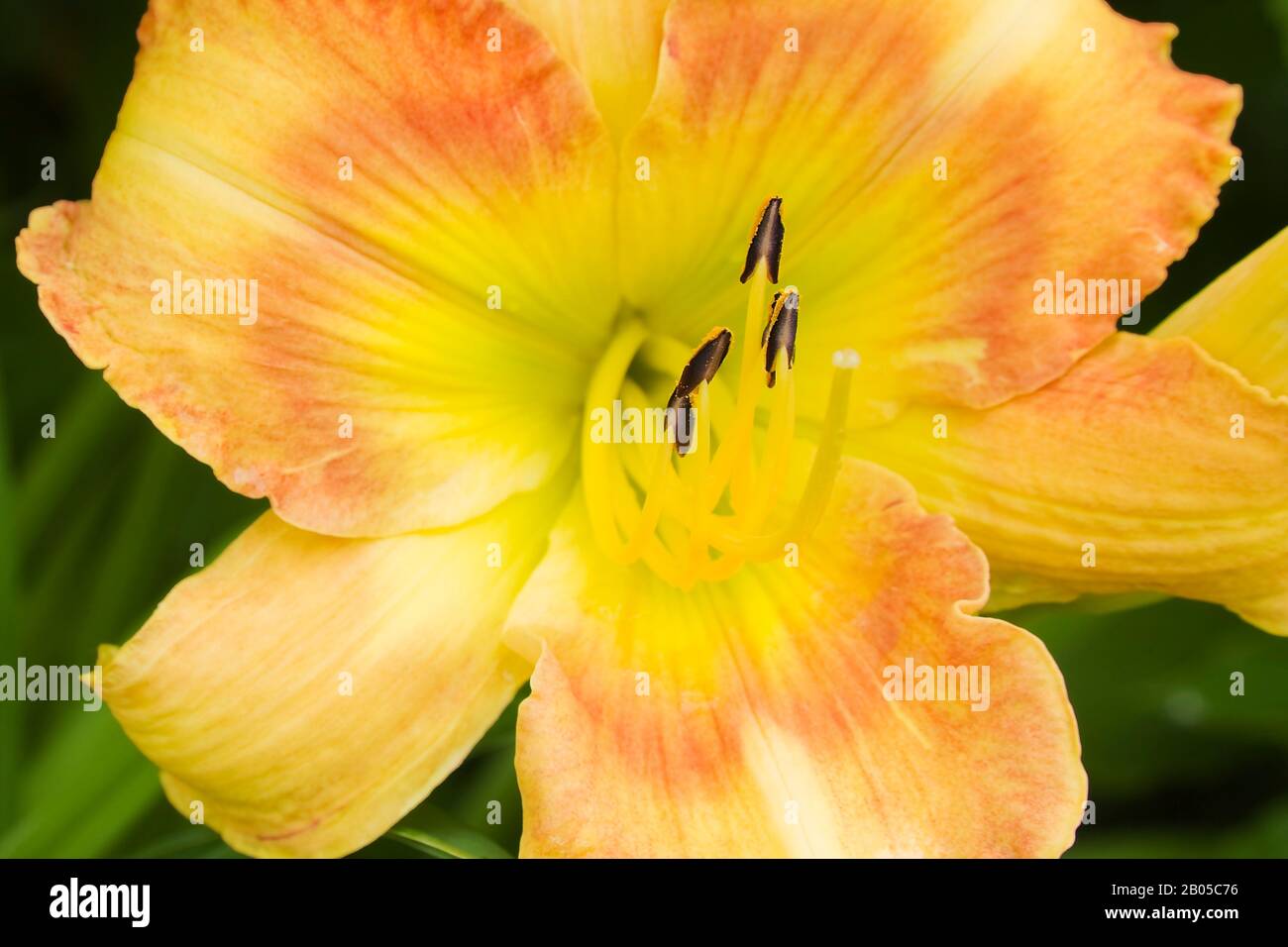 Nahaufnahme der gelb- und pfirsichfarbenen Hemerocallis 'Esquisse d'artiste' - Daylilienblüte im Sommer. Stockfoto