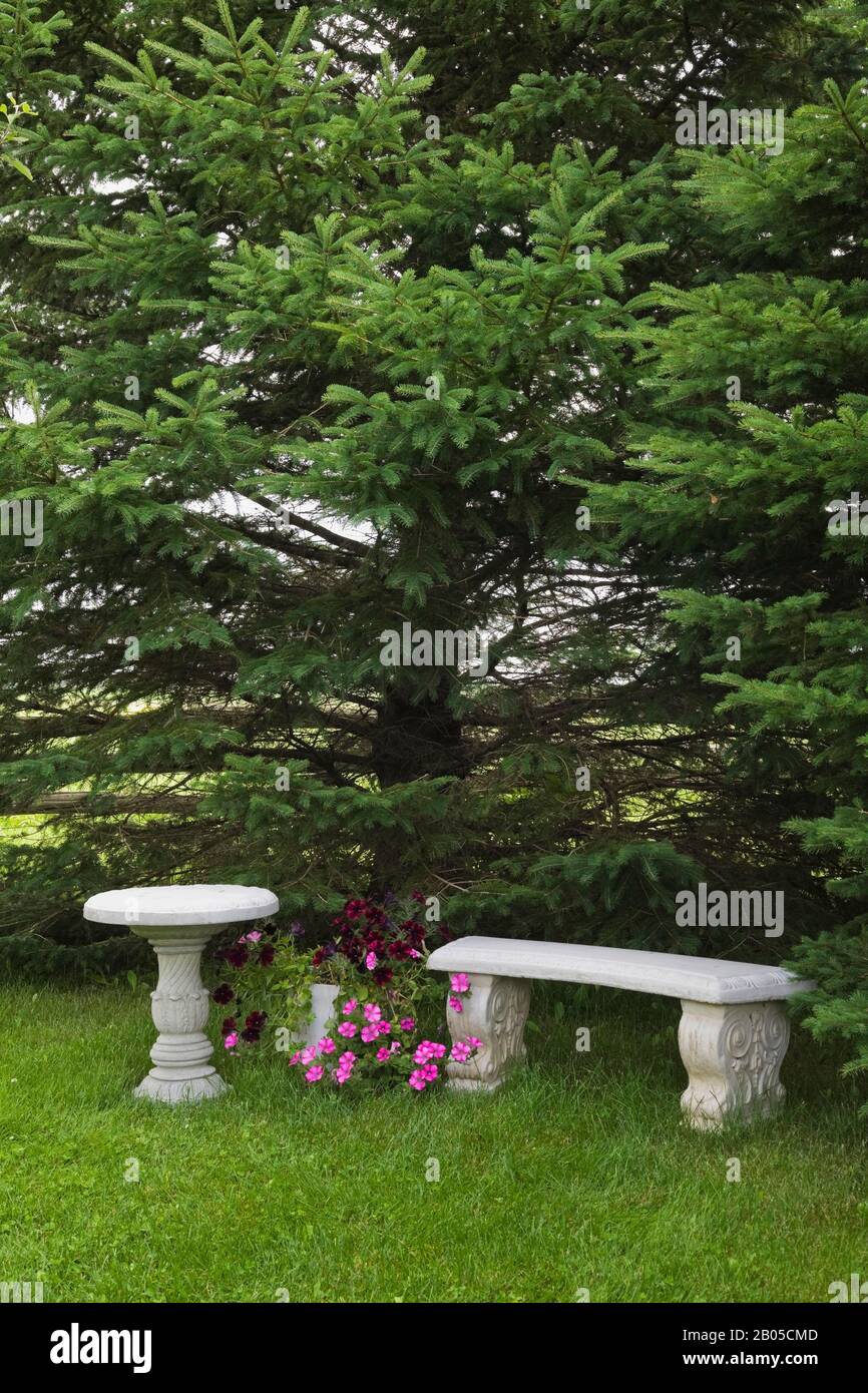 Violett und rot Petunia blüht in einer Pflanzmaschine zwischen einem grauen Betonsockel Vogelbad und einer Sitzbank unter einem Picea Pungens - Spruce Tree. Stockfoto
