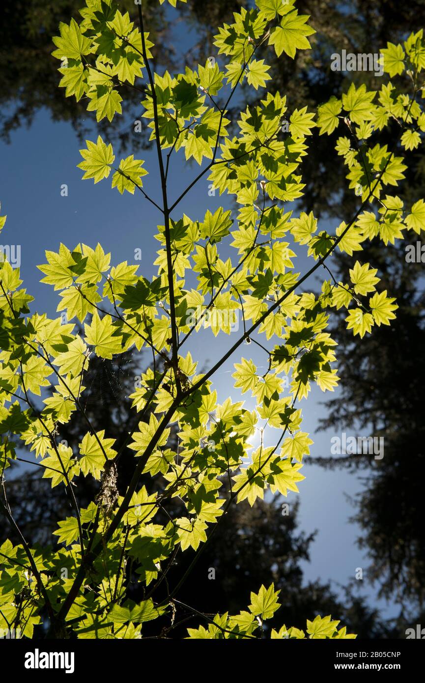 Hintergrundbeleuchteter Vine Maple Tree im Regenwald des Hoh River im Olympic National Park im US-Bundesstaat Washington Stockfoto