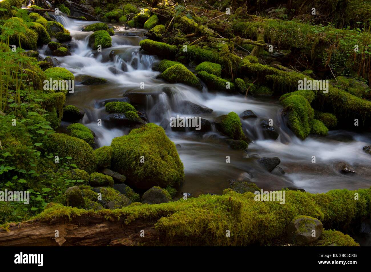 Der Creek mit moosbedeckten Felsen in der Nähe der Sol Duc Falls auf der Olympia-Halbinsel im Olympia-Nationalpark im US-Bundesstaat Washington Stockfoto