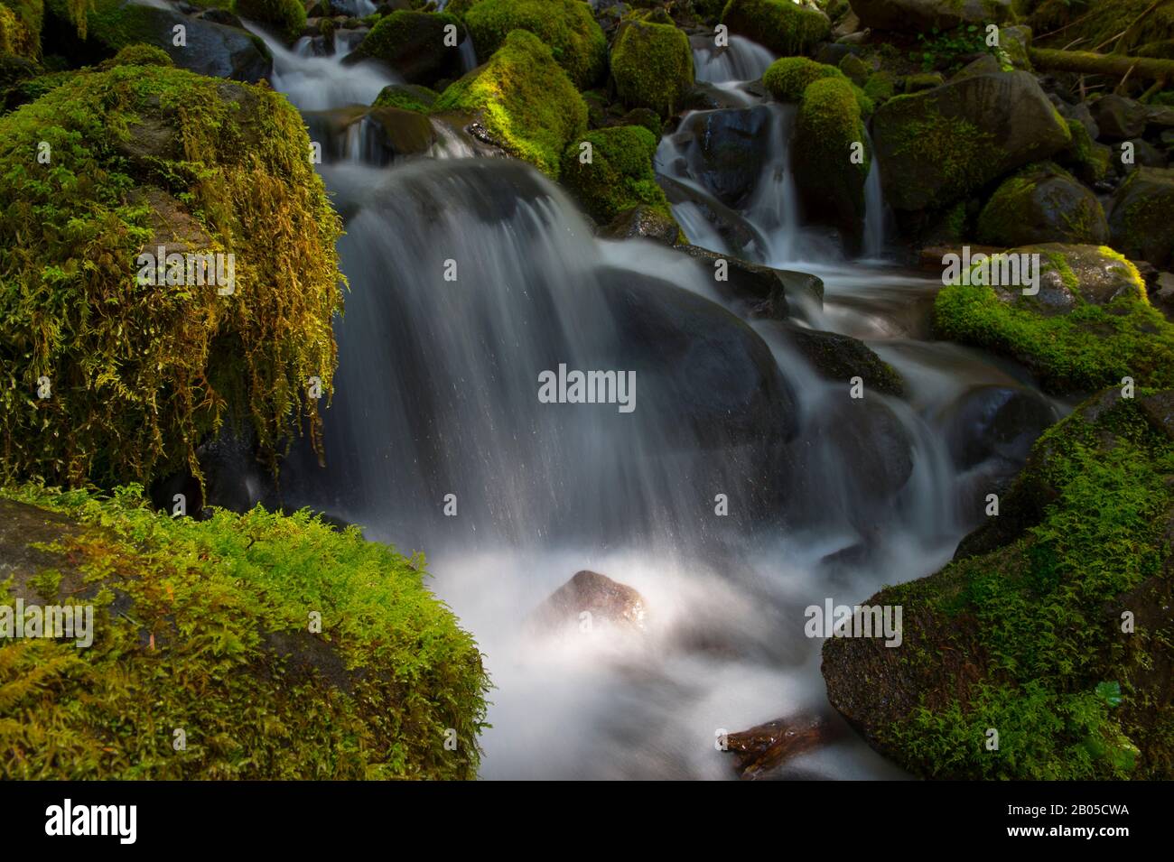Der Creek mit moosbedeckten Felsen in der Nähe der Sol Duc Falls auf der Olympia-Halbinsel im Olympia-Nationalpark im US-Bundesstaat Washington Stockfoto
