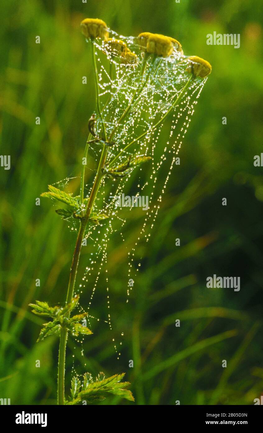 Kammfußspinne (Theridion impressum, Phylloneta impressa), CobWeb, Deutschland Stockfoto