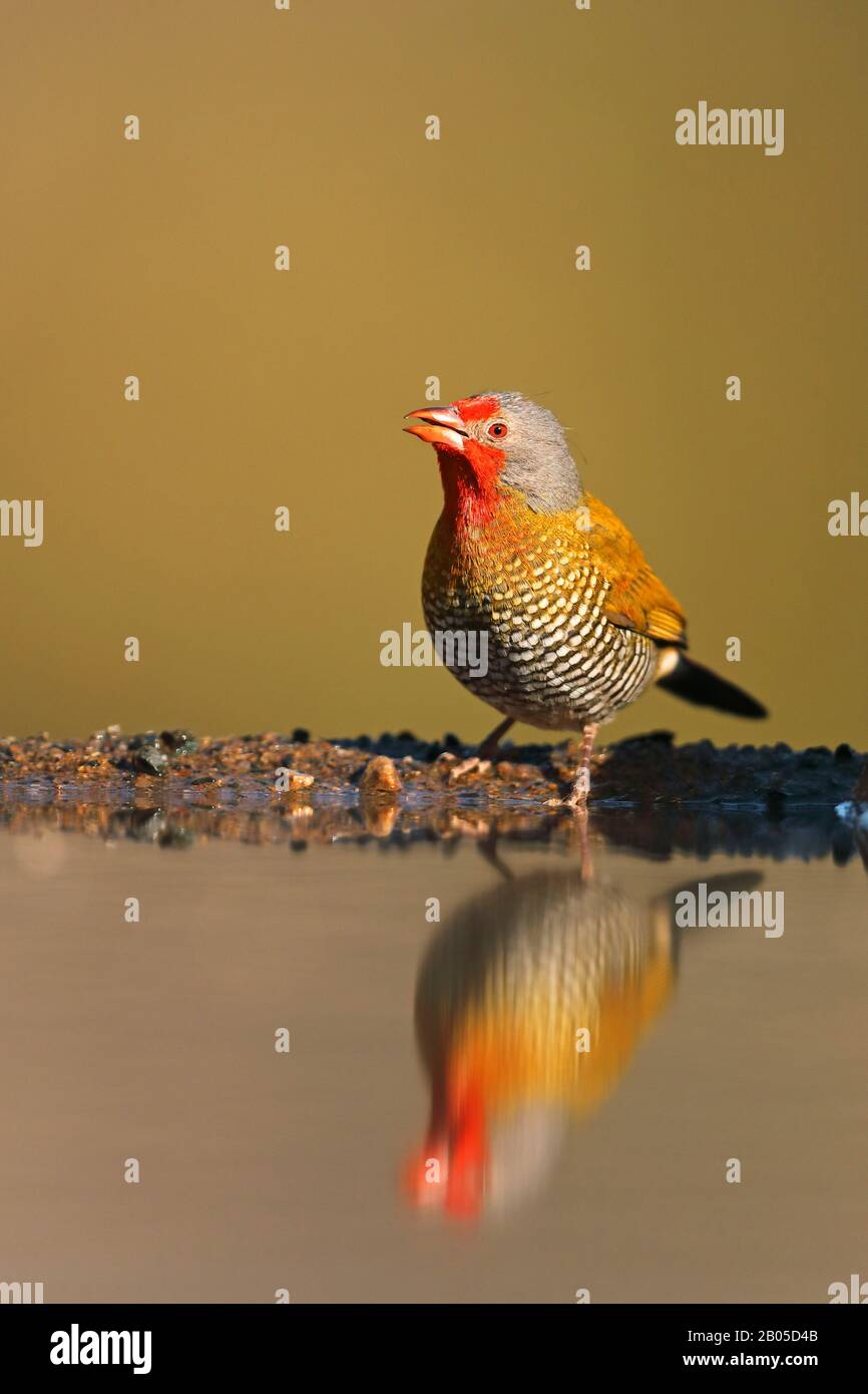 Grün-geflügelte Pytilia (Pytilia melba), männlich an Water Hole, Südafrika, Kwazulu-Natal, Zimanga Game Reserve Stockfoto