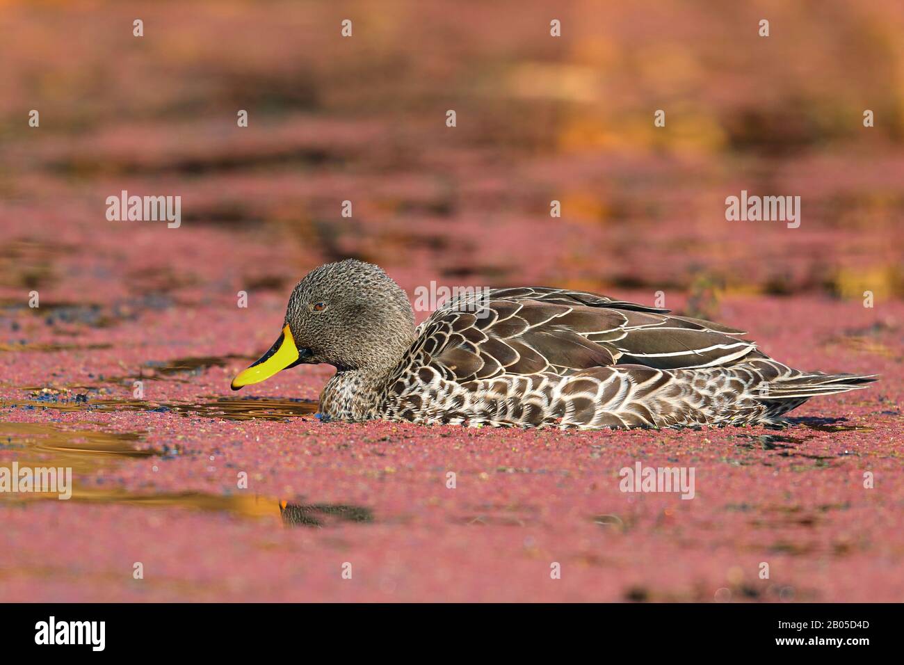 Afrikanischer Gelbschnabel (Anas undulata), Schwimmen, Südafrika, Vogelschutzgebiet Marievale Stockfoto