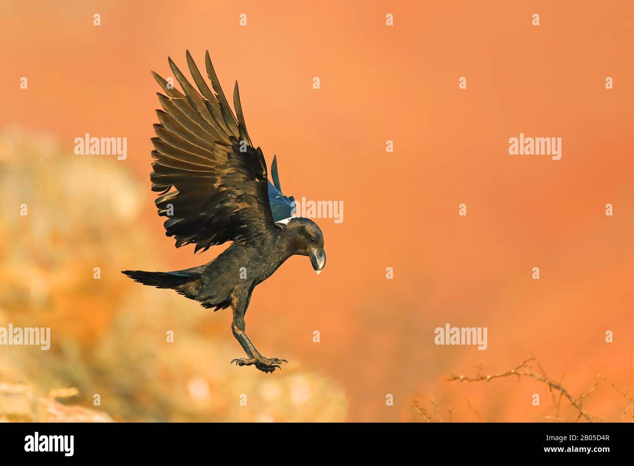 Afrikanischer Weißhalsrabe, White-naped Raven (Corvus albicollis), Landing, Südafrika, Giants Castle Game Reserve Stockfoto