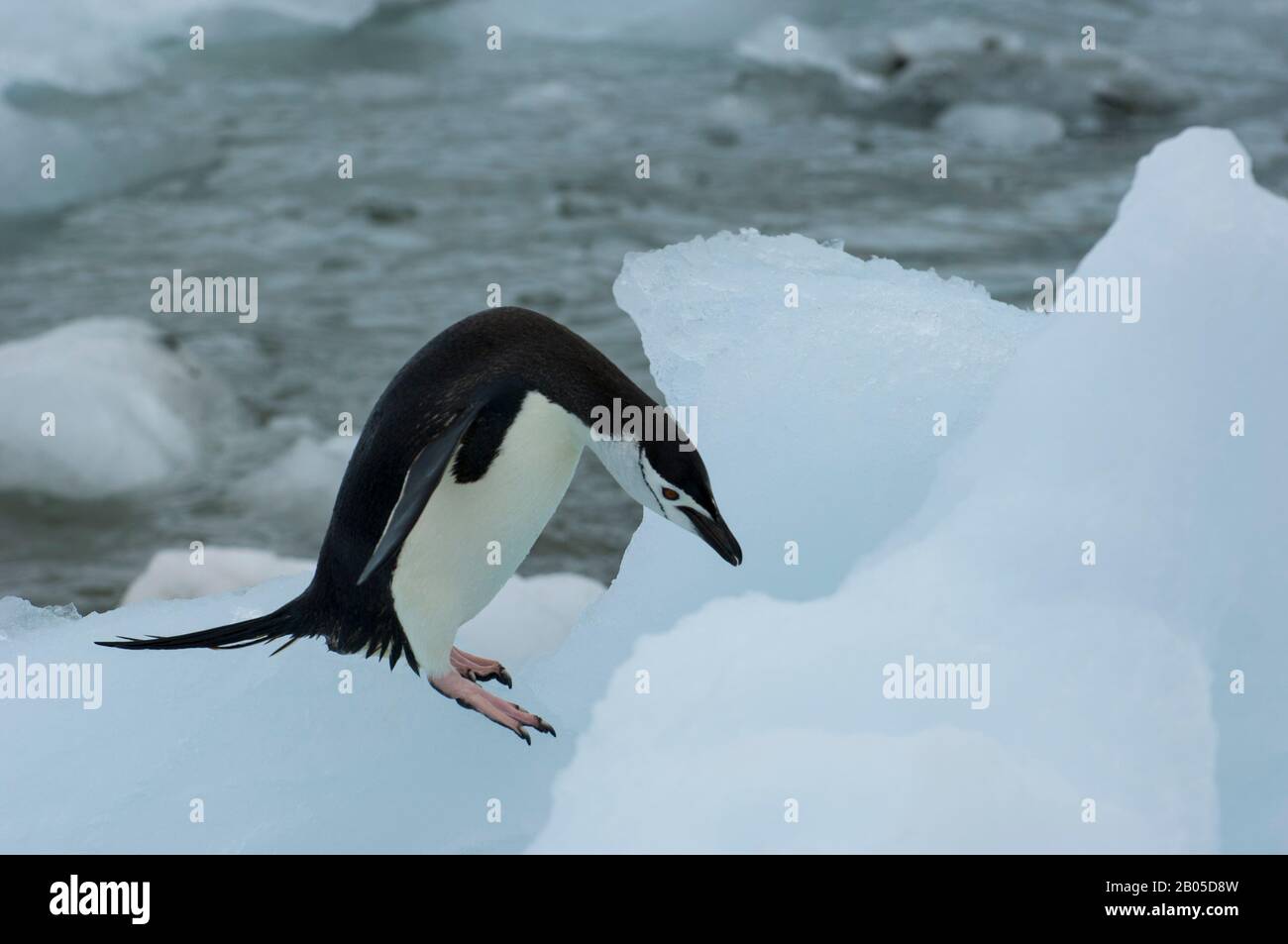 Auf Coronation Island auf den südlichen Orkney-Inseln in der Antarktis hüpft ein Kinnbinguin (Pygoscelis antarcticus) über Eispibbeln Stockfoto