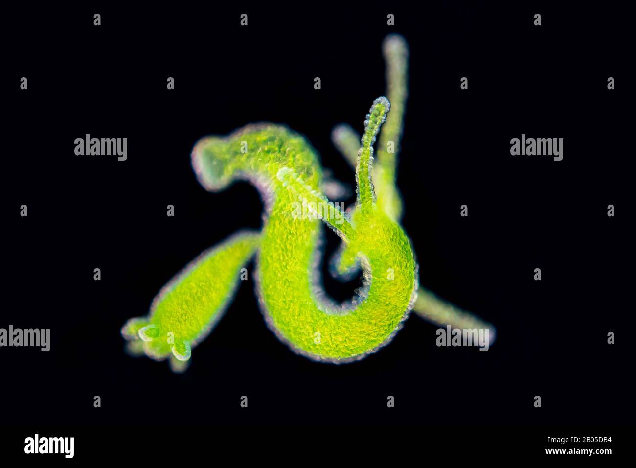 Grüne Hydra (Chlorohydra viridissima, Hydra viridis), in heller Mikroskopie, Dunkelfeld, Deutschland Stockfoto
