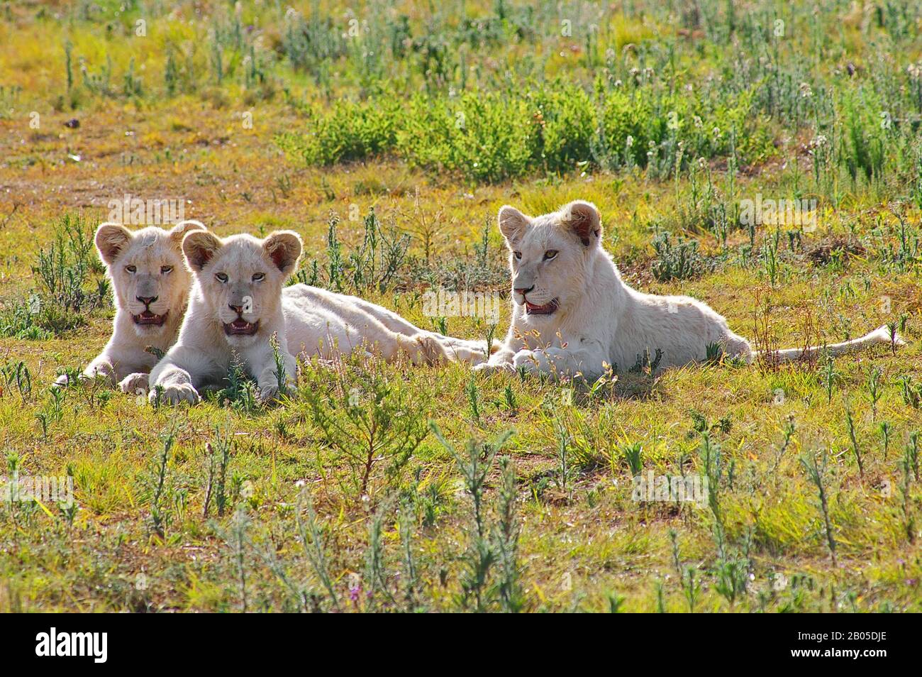 Lion (Panthera leo), drei weiße Puppen, die im Gras liegen, Südafrika Stockfoto