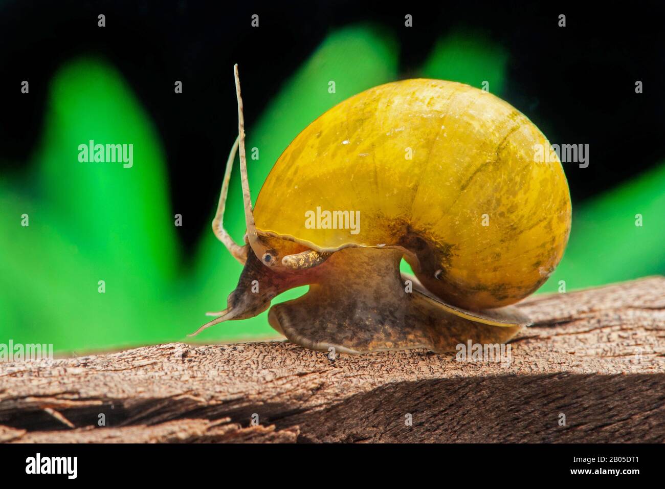 Asiatischer Applesnail (Pila polita), knarrt auf einem Stein unter Wasser Stockfoto