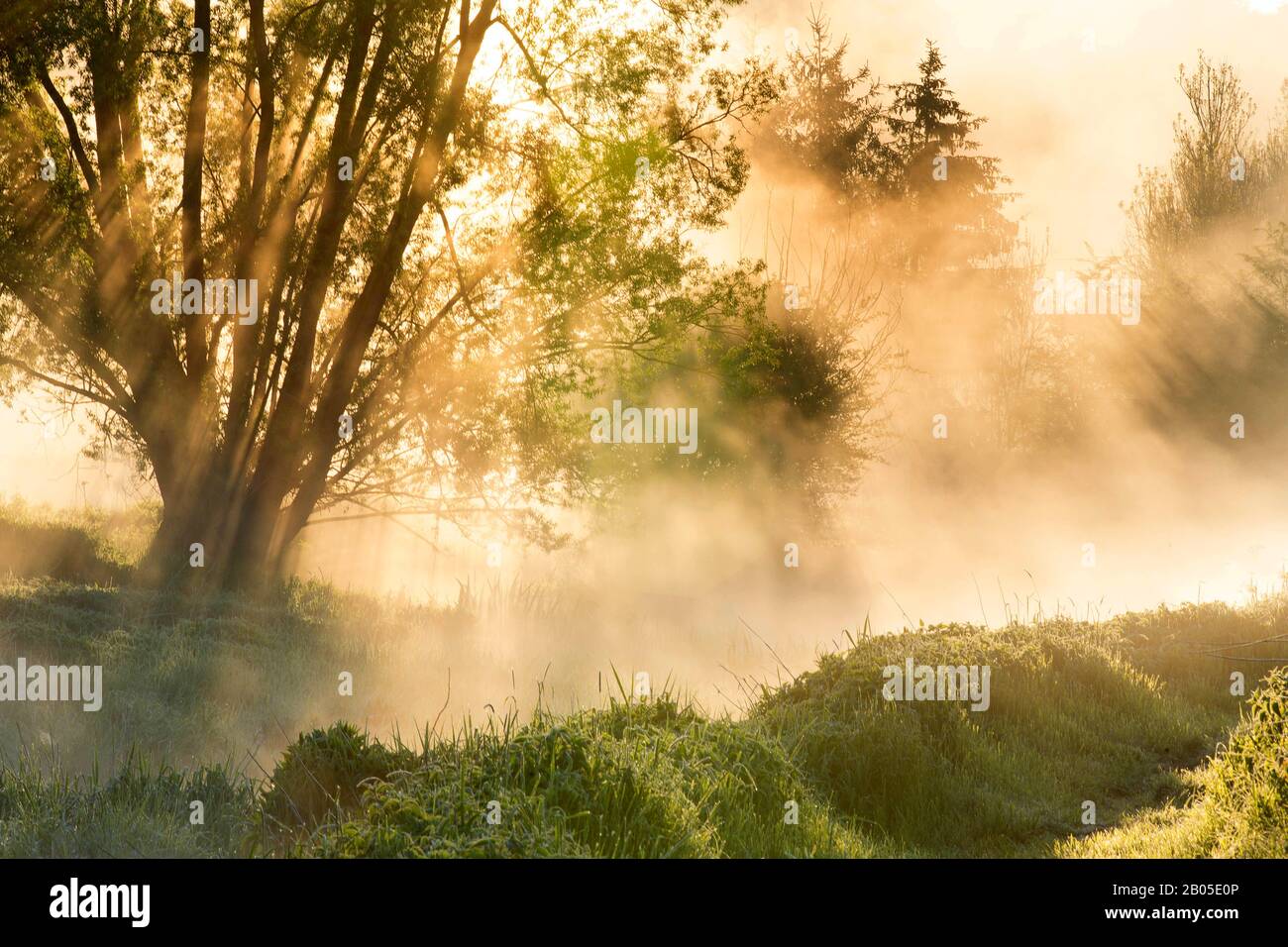 River Eau Blanche; Walphy Restore-Projekt bei Sonnenaufgang, Belgien, Viroinvallei, Dourbes Stockfoto