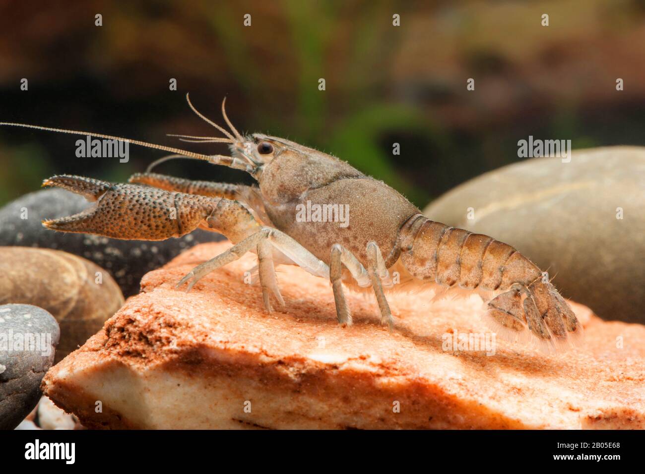Mexikanische Zwergkrebse (Procambarus vasquezae), auf einem Stein unter Wasser Stockfoto