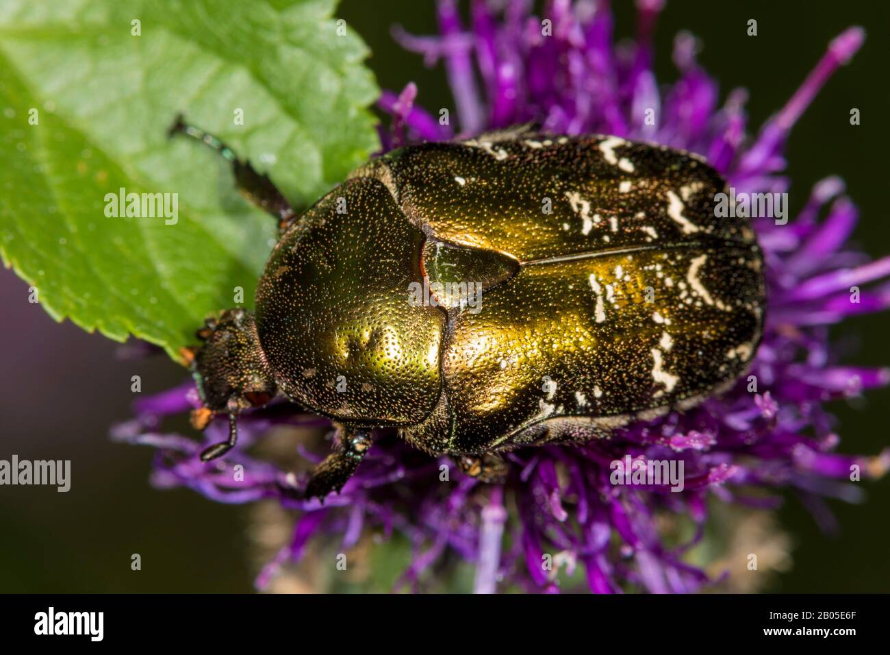 Rosenkratzer (Cetonia aurata), auf einer Blüte sitzend, Blick von oben, Deutschland Stockfoto
