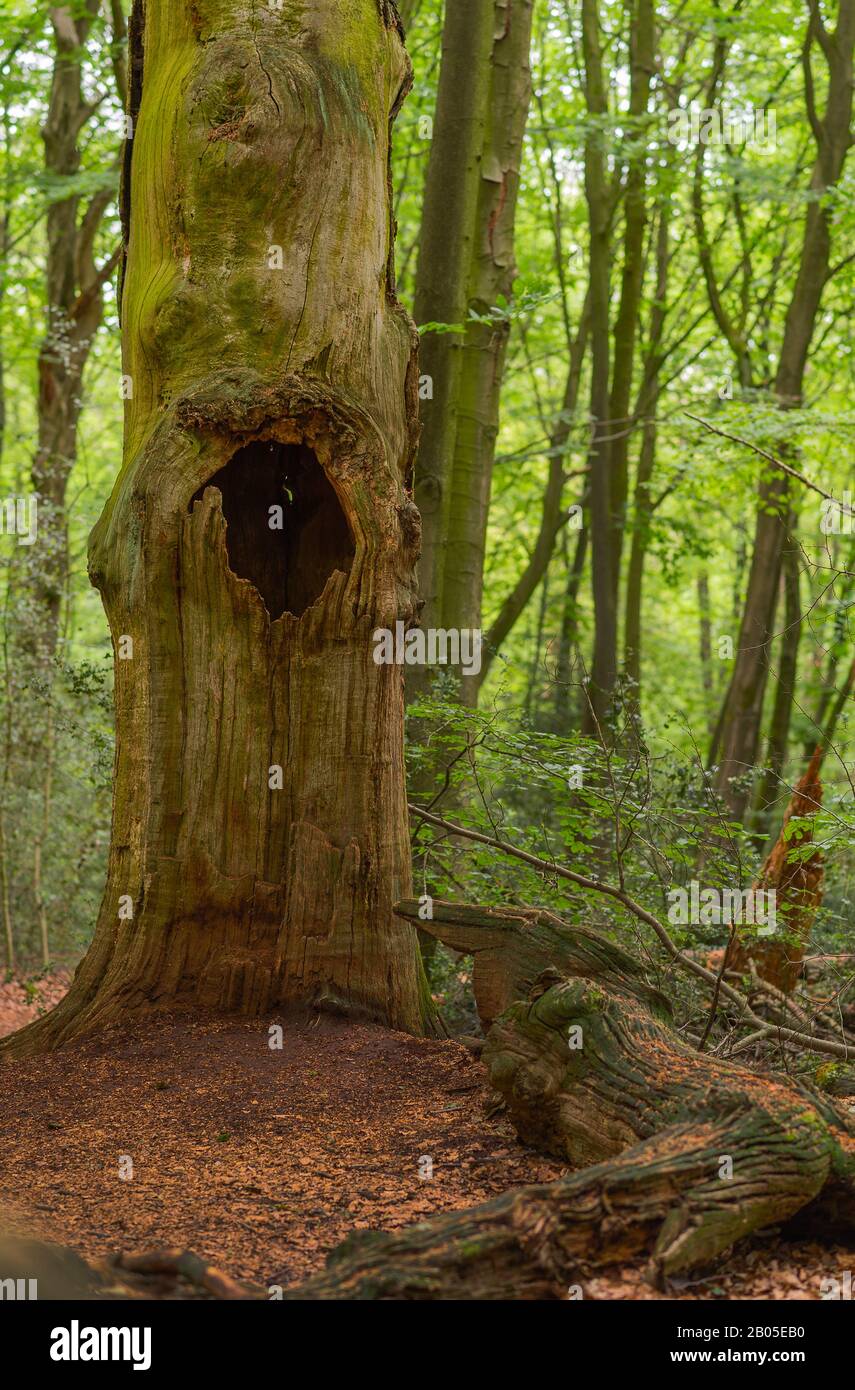 Eiche (Quercus spec.), Totholz von Eichen im Naturschutzgebiet Hasbruch, Deutschland, Bremen, beim Kennzeichen Kennzeichen Kennzeichen Hasbruch Stockfoto